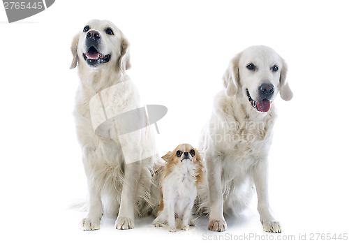 Image of golden retriever and chihuahua