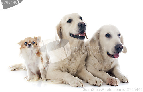 Image of golden retriever and chihuahua