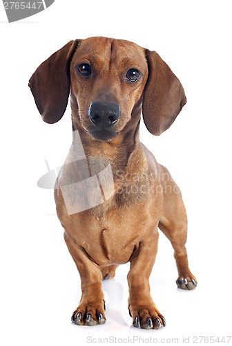 Image of dachshund dog