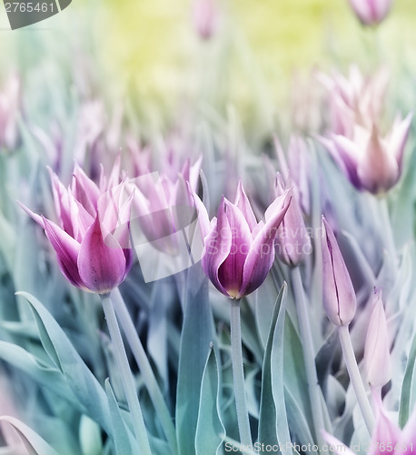 Image of Tulips