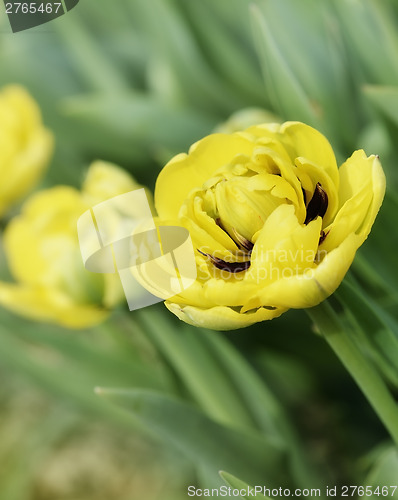 Image of Tulips