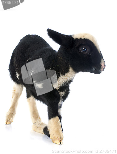 Image of young lamb