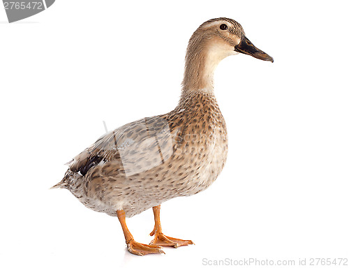 Image of female duck