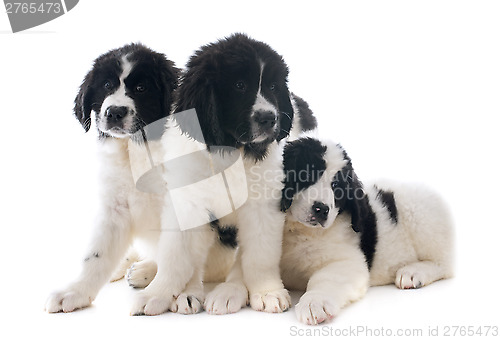 Image of landseer puppies