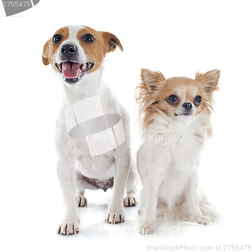 Image of jack russel terrier and chihuahua