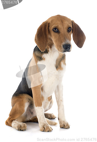 Image of Beagle Harrier