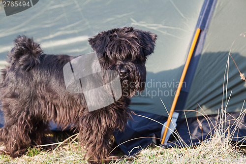 Image of Miniature schnauzer outdoors