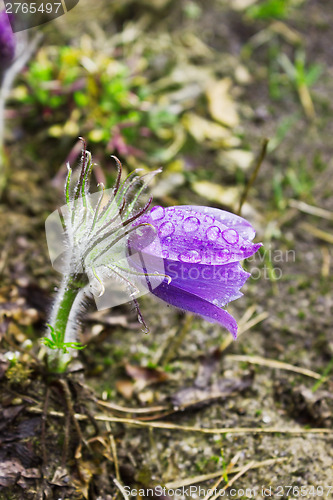 Image of Pasque-flower during rain. April