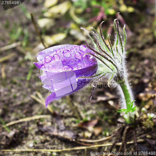 Image of Petite pasque-flower during rain. April