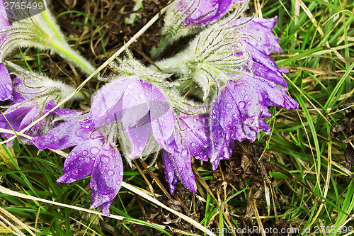 Image of Group pasque-flower a spring rain. April