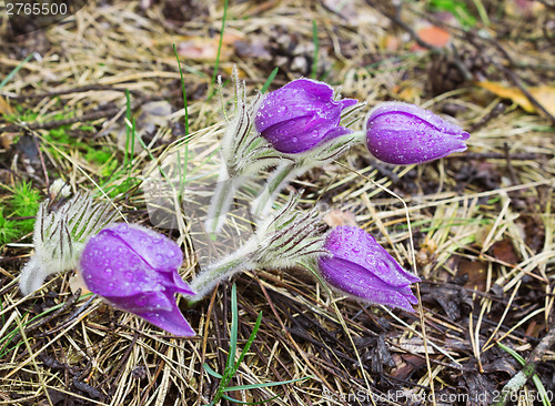 Image of Four pasque-flower during rain. April