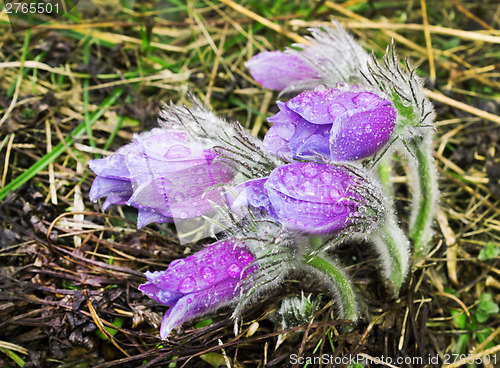 Image of Group pasque-flower during rain. April