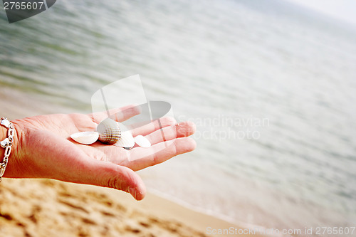 Image of Scallop