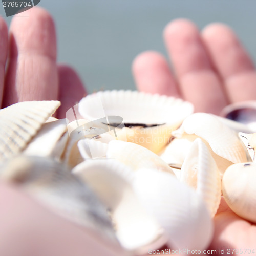Image of Scallop