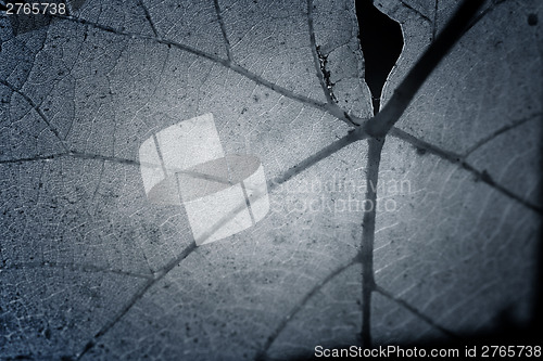 Image of Beautiful background leaf