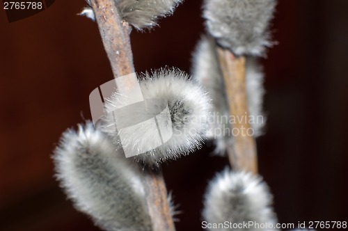 Image of Willow sprigs to bloom for Easter