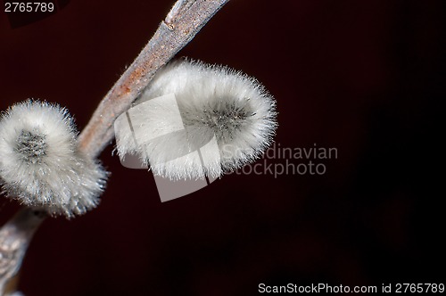 Image of Willow sprigs to bloom for Easter