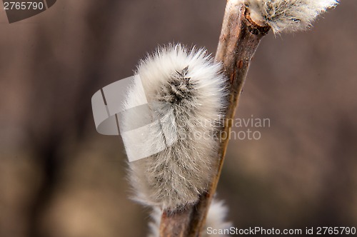 Image of Willow sprigs to bloom for Easter