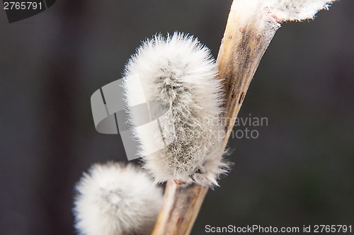 Image of Willow sprigs to bloom for Easter