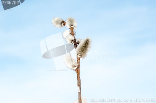 Image of Willow sprigs to bloom for Easter