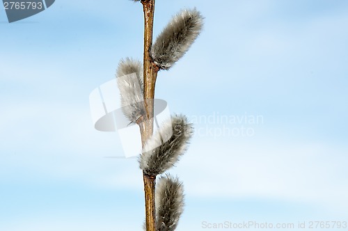 Image of Willow sprigs to bloom for Easter