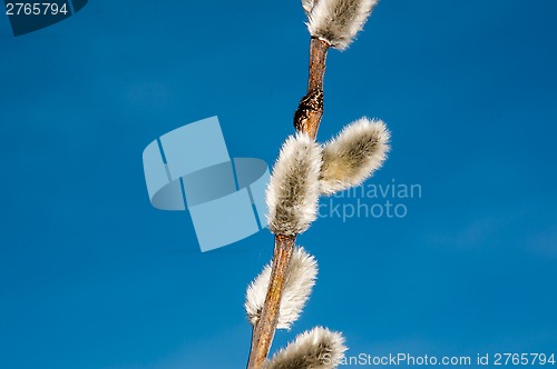 Image of Willow sprigs to bloom for Easter