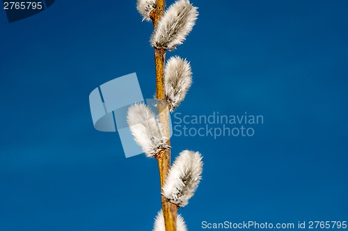 Image of Willow sprigs to bloom for Easter