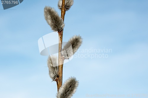 Image of Willow sprigs to bloom for Easter