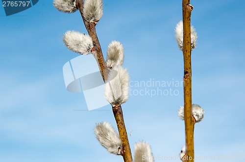 Image of Willow sprigs to bloom for Easter