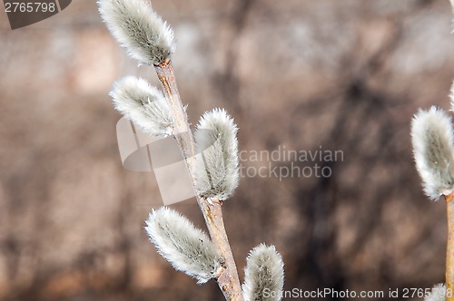 Image of Willow sprigs to bloom for Easter