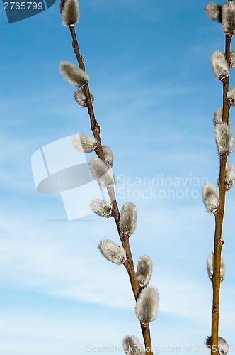 Image of Willow sprigs to bloom for Easter
