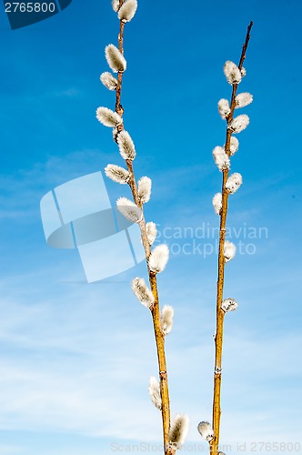 Image of Willow sprigs to bloom for Easter