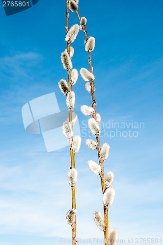 Image of Willow sprigs to bloom for Easter