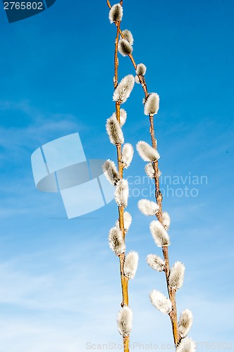 Image of Willow sprigs to bloom for Easter