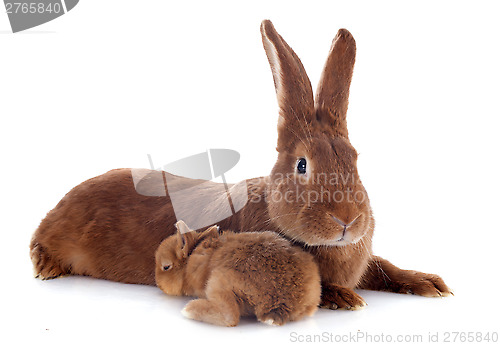 Image of young rabbit and mother