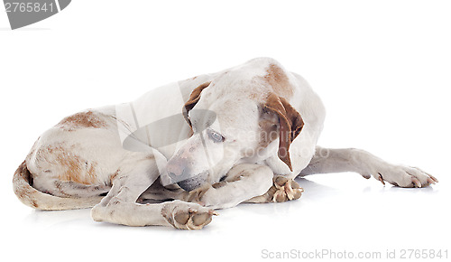 Image of old pointer