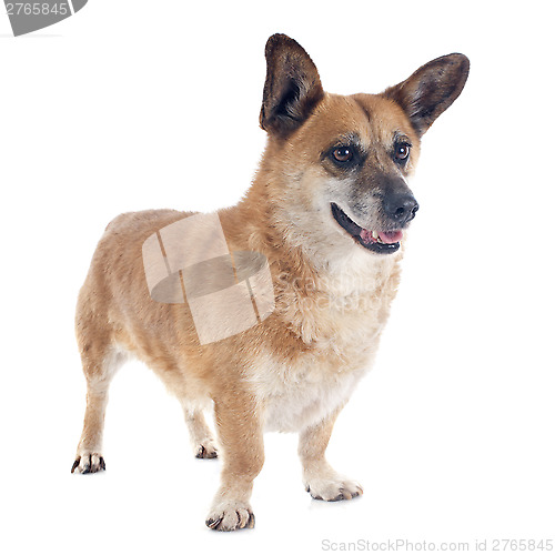 Image of Welsh Corgi