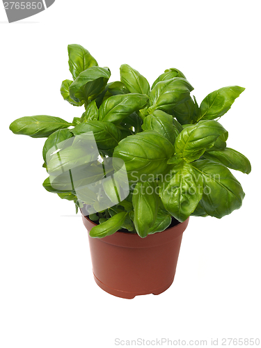 Image of Basil herb on white