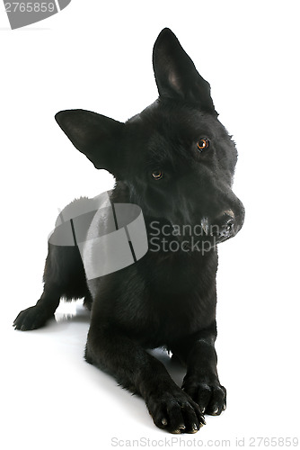 Image of black german shepherd