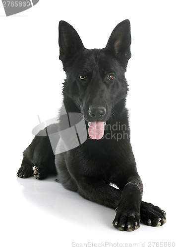 Image of black german shepherd