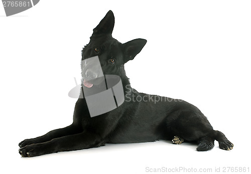 Image of black german shepherd