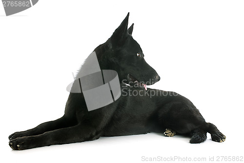 Image of black german shepherd