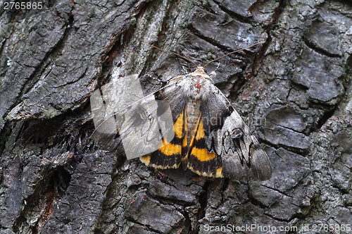 Image of Light Crimson Underwing moth