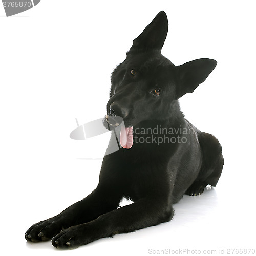 Image of black german shepherd