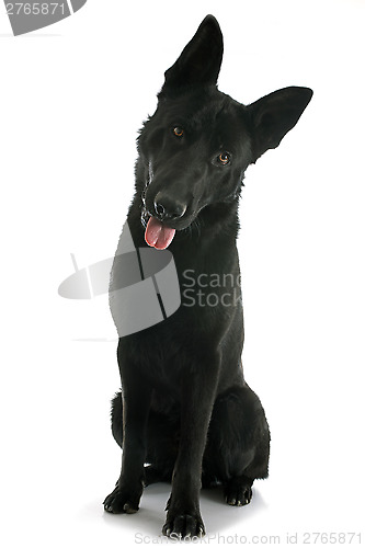 Image of black german shepherd