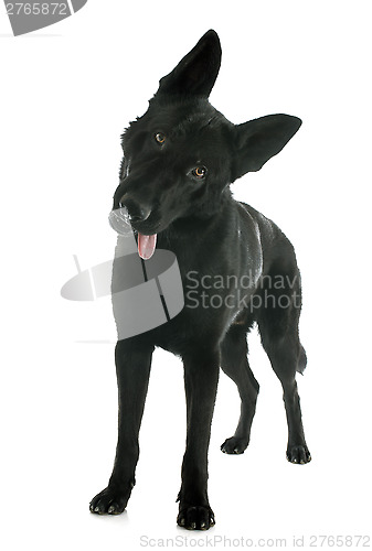 Image of black german shepherd