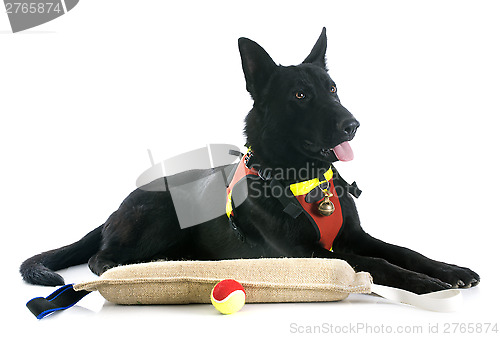 Image of black german shepherd