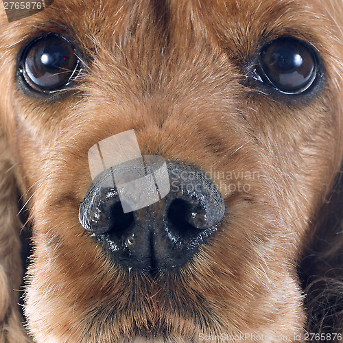 Image of english cocker