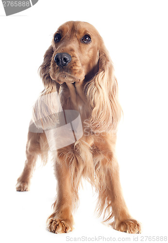 Image of english cocker