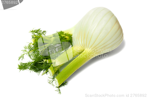 Image of Florence fennel bulb on white